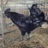 1 X AYAM CEMANI ROOSTER JIRI TOMAS KRAAL