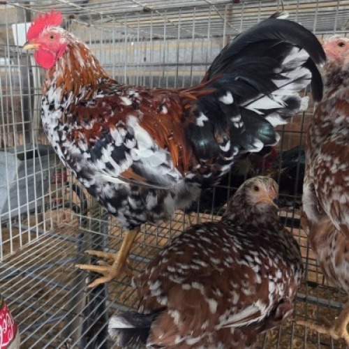 4 X BOSVELDER CHICKENS ROOSTER & HEN JOS SCHINKEL (Per animal to take the lot)