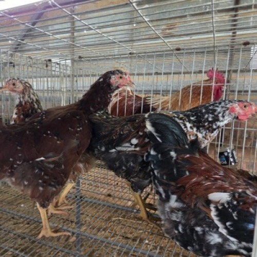4 X BOSVELDER CHICKENS ROOSTER & HEN JOS SCHINKEL (Per animal to take the lot)
