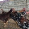 4 X BOSVELDER CHICKENS ROOSTER & HEN JOS SCHINKEL (Per animal to take the lot)