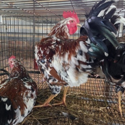 3 X BOSVELDER CHICKENS ROOSTER JOS SCHINKEL (Per animal to take the lot)