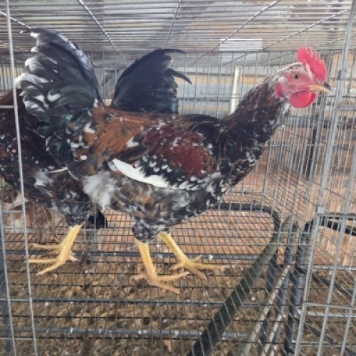 2 X BOSVELDER CHICKENS ROOSTER JOS SCHINKEL (Per animal to take the lot)