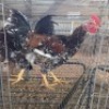 2 X BOSVELDER CHICKENS ROOSTER JOS SCHINKEL (Per animal to take the lot)