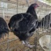4 X SWART ORPINGTONS ROOSTER & HEN MARIUS BOTHA (Per animal to take the lot)
