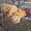 1 X BUFF 0RPINGTONS ROOSTER MARIUS BOTHA