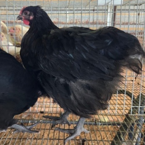 3 X SWART ORPINGTONS ROOSTER & HEN MARIUS BOTHA (Per animal to take the lot)