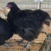 3 X SWART ORPINGTONS ROOSTER & HEN MARIUS BOTHA (Per animal to take the lot)