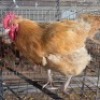 1 X BUFF 0RPINGTONS ROOSTER MARIUS BOTHA