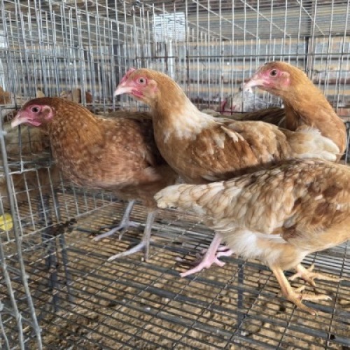 4 X FARM CHICKENS ROOSTER & HEN SR AGRI (Per animal to take the lot)