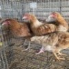 4 X FARM CHICKENS ROOSTER & HEN SR AGRI (Per animal to take the lot)