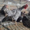 4 X KOEKOE CHICKENS ROOSTER & HEN FYNDRAAI HOENDERS (Per animal to take the lot)