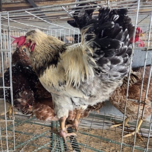 4 X HERERO CHICKENS ROOSTER & HEN NEELS NEL (Per animal to take the lot)