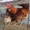4 X HERERO CHICKENS ROOSTER & HEN NEELS NEL (Per animal to take the lot)