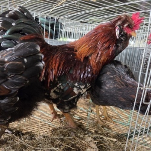 4 X HERERO CHICKENS ROOSTER & HEN NEELS NEL (Per animal to take the lot)