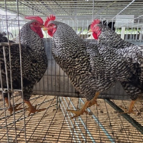 4 X KOEKOE CHICKENS ROOSTER & HEN FYNDRAAI HOENDERS (Per animal to take the lot)