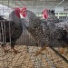 4 X KOEKOE CHICKENS ROOSTER & HEN FYNDRAAI HOENDERS (Per animal to take the lot)