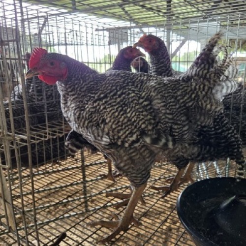 4 X KOEKOE CHICKENS ROOSTER & HEN FYNDRAAI HOENDERS (Per animal to take the lot)