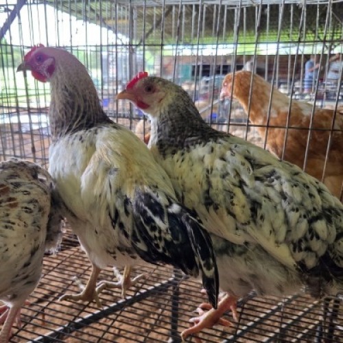 5 X FARM CHICKENS ROOSTER & HEN SR AGRI (Per animal to take the lot)