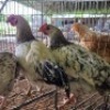 5 X FARM CHICKENS ROOSTER & HEN SR AGRI (Per animal to take the lot)