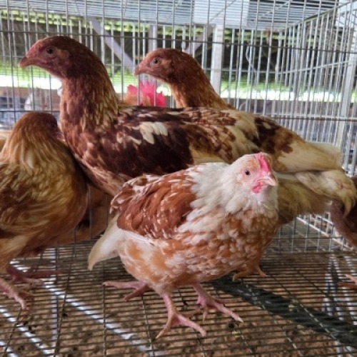 5 X FARM CHICKENS ROOSTER & HEN SR AGRI (Per animal to take the lot)