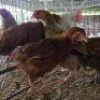 5 X FARM CHICKENS ROOSTER & HEN SR AGRI (Per animal to take the lot)