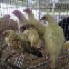 5 X FARM CHICKENS ROOSTER & HEN SR AGRI (Per animal to take the lot)