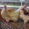 5 X FARM CHICKENS ROOSTER & HEN SR AGRI (Per animal to take the lot)