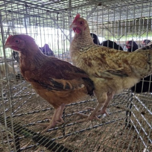 2 X FARM CHICKENS ROOSTER & HEN SR AGRI (Per animal to take the lot)