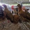 4 X FARM CHICKENS ROOSTER & HEN SR AGRI (Per animal to take the lot)