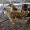 5 X FARM CHICKENS ROOSTER & HEN SR AGRI (Per animal to take the lot)