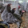 4 X KOEKOE CHICKENS ROOSTER & HEN FYNDRAAI HOENDERS (Per animal to take the lot)