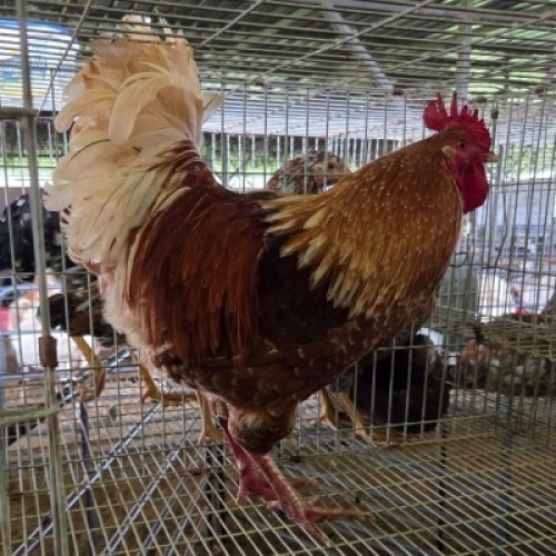 1 X FARM CHICKENS ROOSTER & HEN SR AGRI