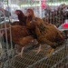 5 X FARM CHICKENS ROOSTER & HEN SR AGRI (Per animal to take the lot)