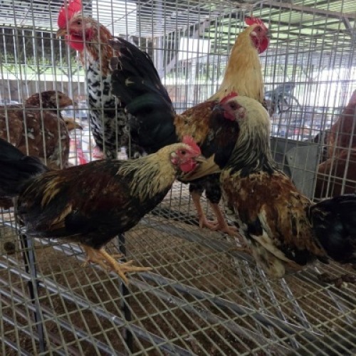 3 X FARM CHICKENS ROOSTER & HEN SR AGRI (Per animal to take the lot)