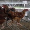 4 X FARM CHICKENS ROOSTER & HEN SR AGRI (Per animal to take the lot)