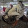 2 X FARM CHICKENS ROOSTER & HEN SR AGRI (Per animal to take the lot)