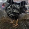 1 X SILVER LACE WYANDOTTE ROOSTER SR AGRI