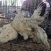 4 X FARM CHICKENS HEN SR AGRI (Per animal to take the lot)