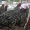 5 X KOEKOE CHICKENS ROOSTER & HEN (Per animal to take the lot)