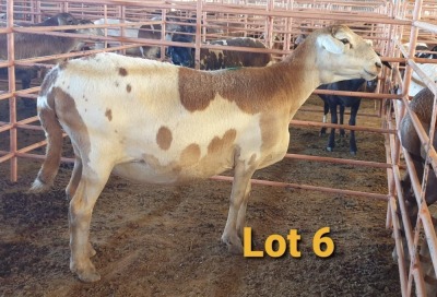 LOT 6 1X MEATMASTER OOI/EWE OSVLEY MEATMASTERS