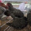 4 X KOEKOE CHICKENS ROOSTER & HEN (Per animal to take the lot)