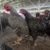 4 X KOEKOE CHICKENS ROOSTER & HEN (Per animal to take the lot)