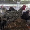 4 X KOEKOE CHICKENS ROOSTER & HEN (Per animal to take the lot)