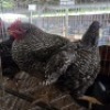 4 X KOEKOE CHICKENS ROOSTER & HEN (Per animal to take the lot)