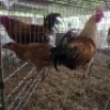 2 X FARM CHICKENS ROOSTER & HEN WILMEG (Per animal to take the lot)