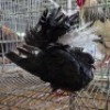 2 X FAN TAILS ROOSTER & HEN WILMEG (Per animal to take the lot)