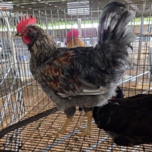 3 X FARM CHICKENS ROOSTER & HEN GRAFTON (Per animal to take the lot)
