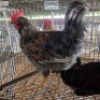 3 X FARM CHICKENS ROOSTER & HEN GRAFTON (Per animal to take the lot)