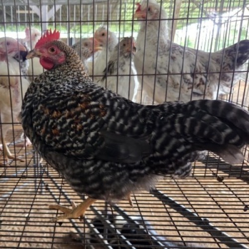 2 X FARM CHICKENS ROOSTER GRAFTON (Per animal to take the lot)