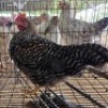 2 X FARM CHICKENS ROOSTER GRAFTON (Per animal to take the lot)